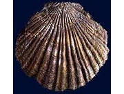 naganoensis.jpeg