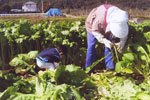 野沢菜畑の写真